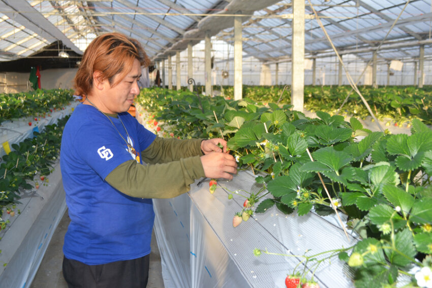 「いちごタウン」開園に向け、作業する前田組合長