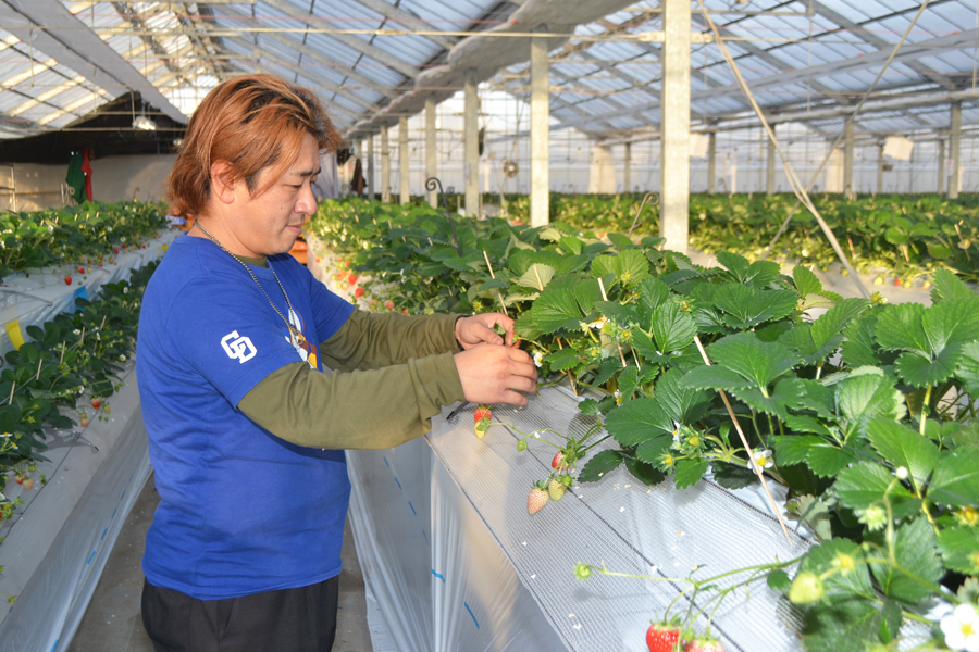 「いちごタウン」開園に向け、作業する前田組合長