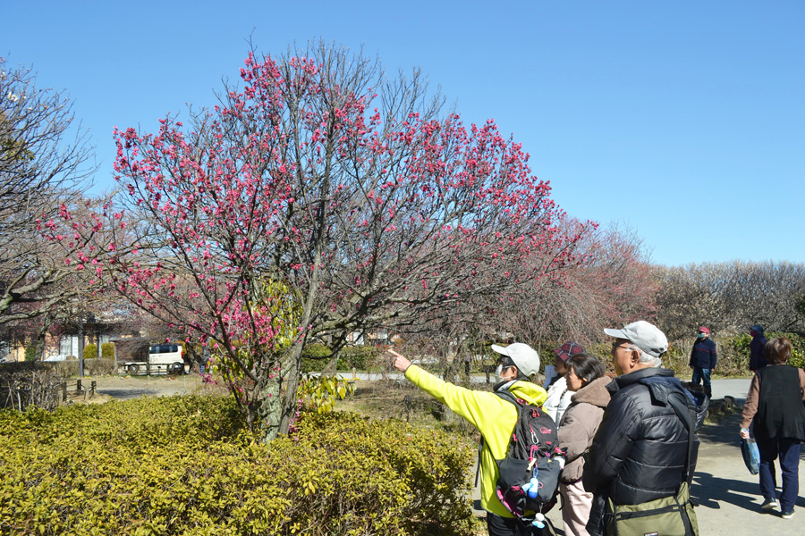 越谷梅林公園の梅を観賞する来園者