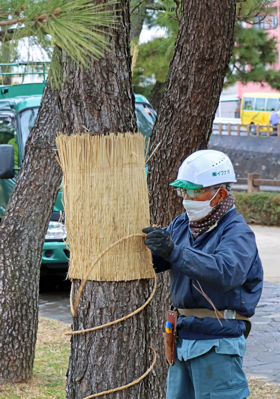 草加市で行われた春の風物詩「松のこも外し」