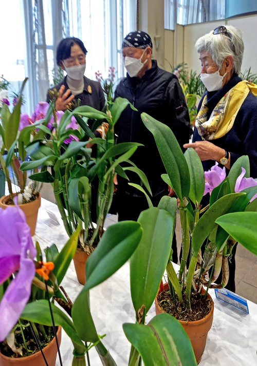 やしお生涯楽習館展示ホールで開かれた「第 22回八潮洋らん展」