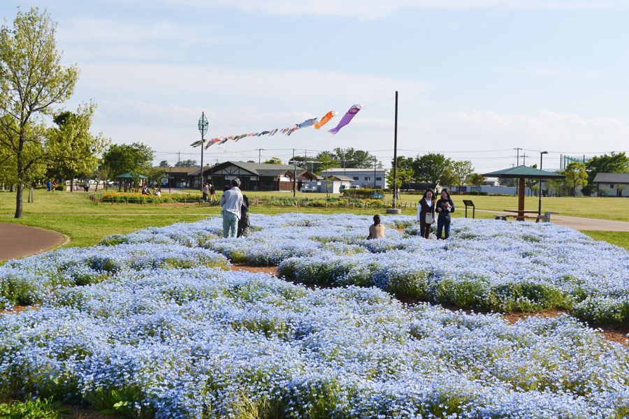 見頃のネモフィラ（まつぶし緑の丘公園で）