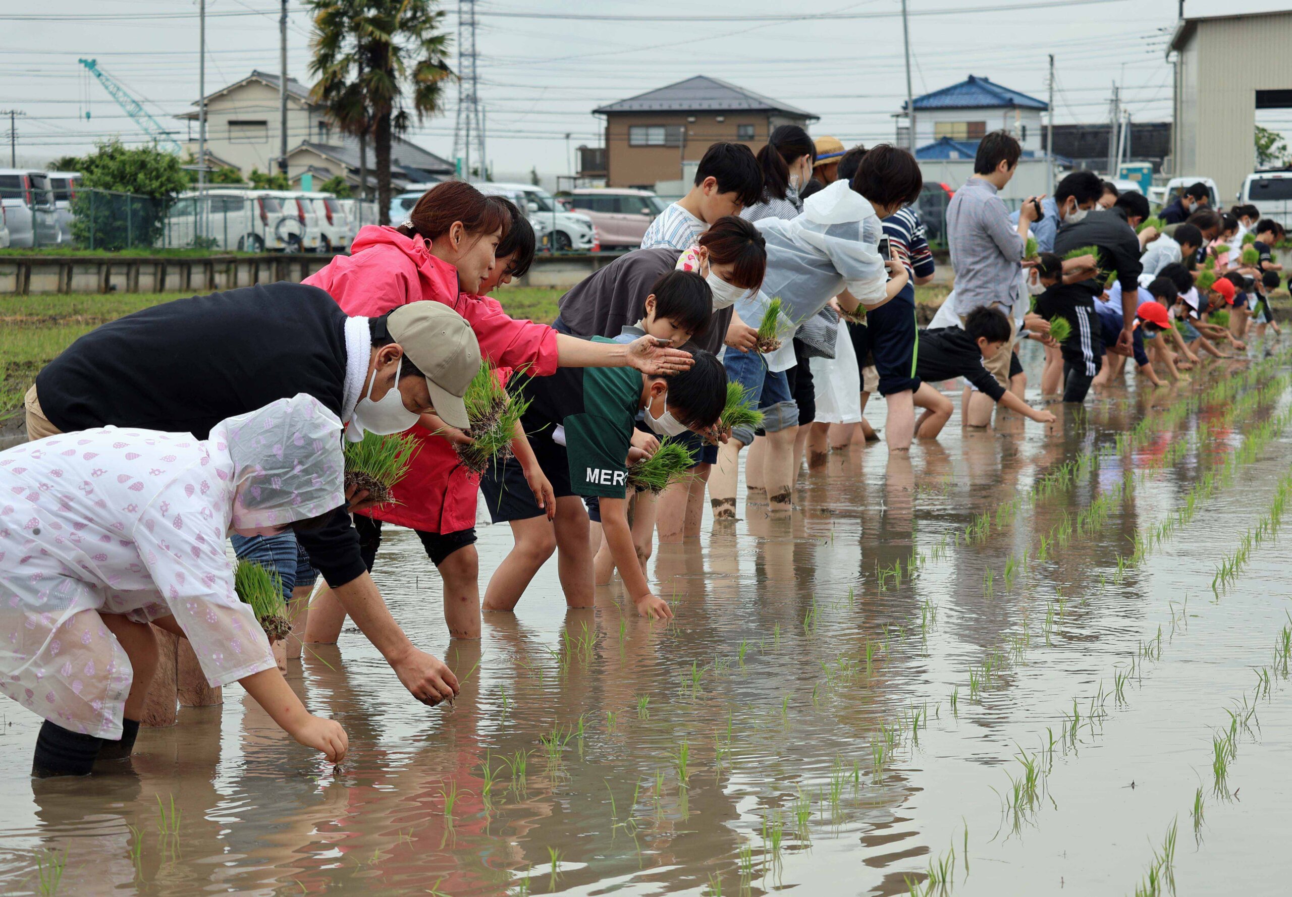 一列に並んで田植えをする児童と保護者たち