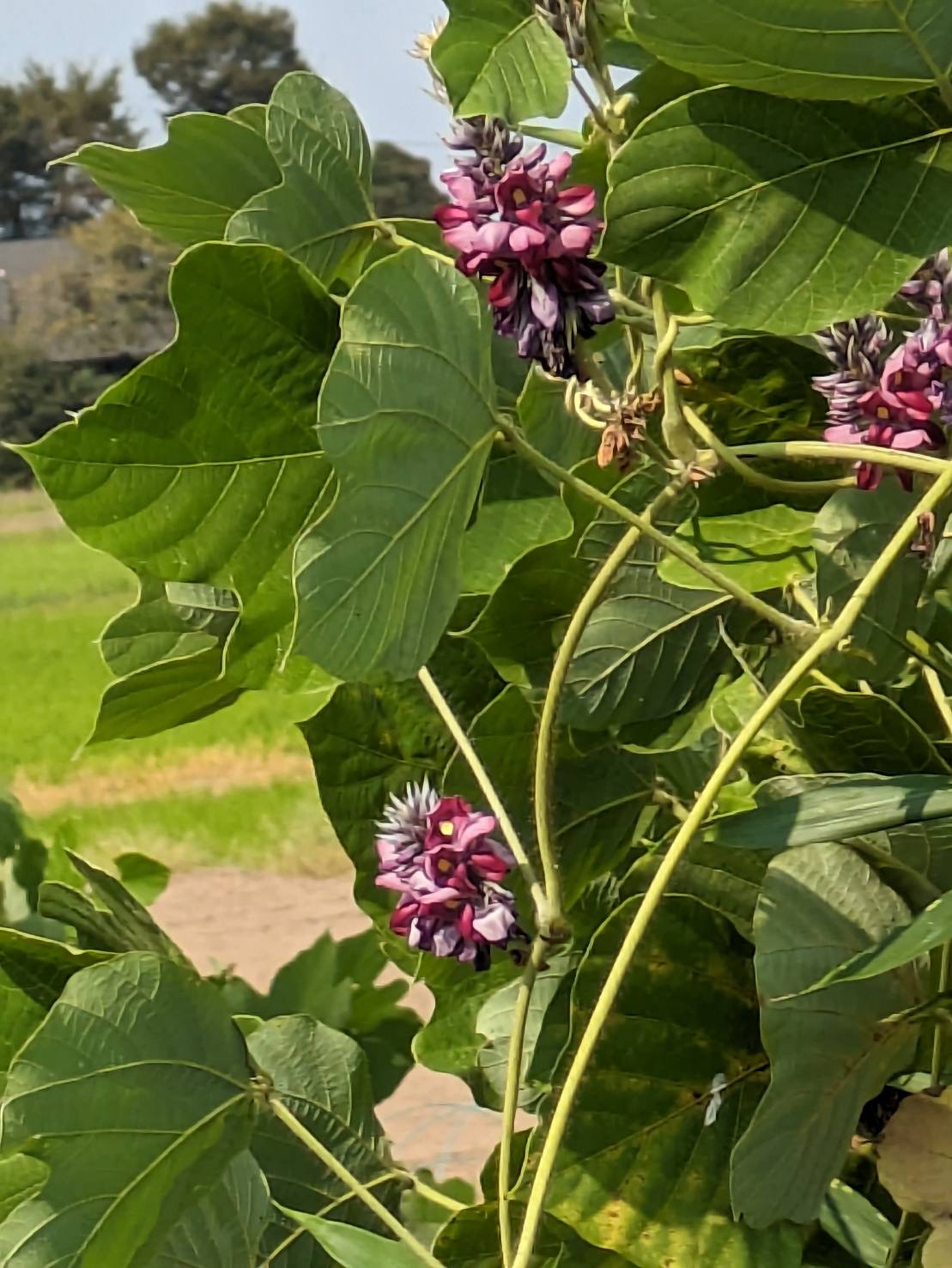 色鮮やかに咲く葛の花