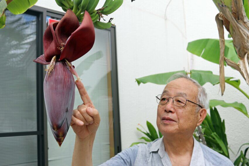 田中さん宅の庭で花を咲かせたバナナ