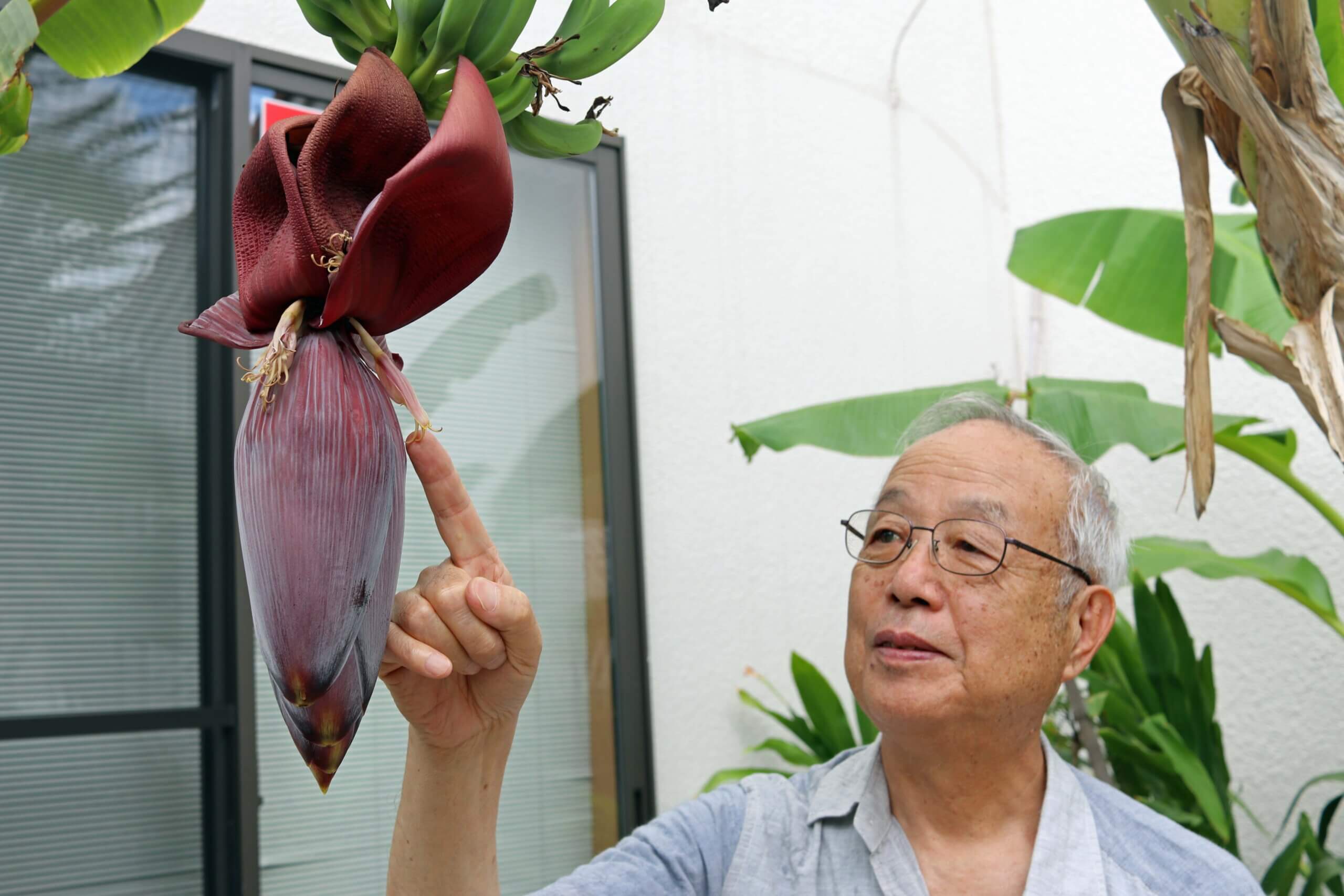 田中さん宅の庭で花を咲かせたバナナ