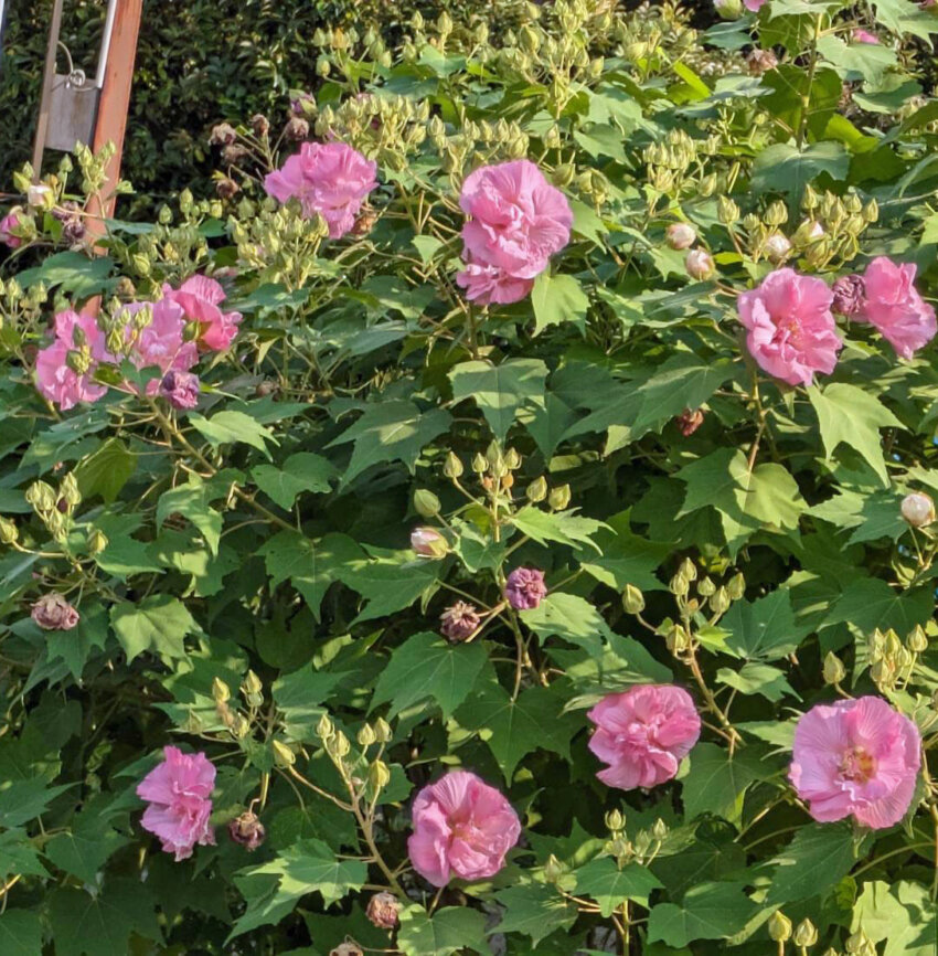 ……午後は赤く色づく「酔芙蓉」の花