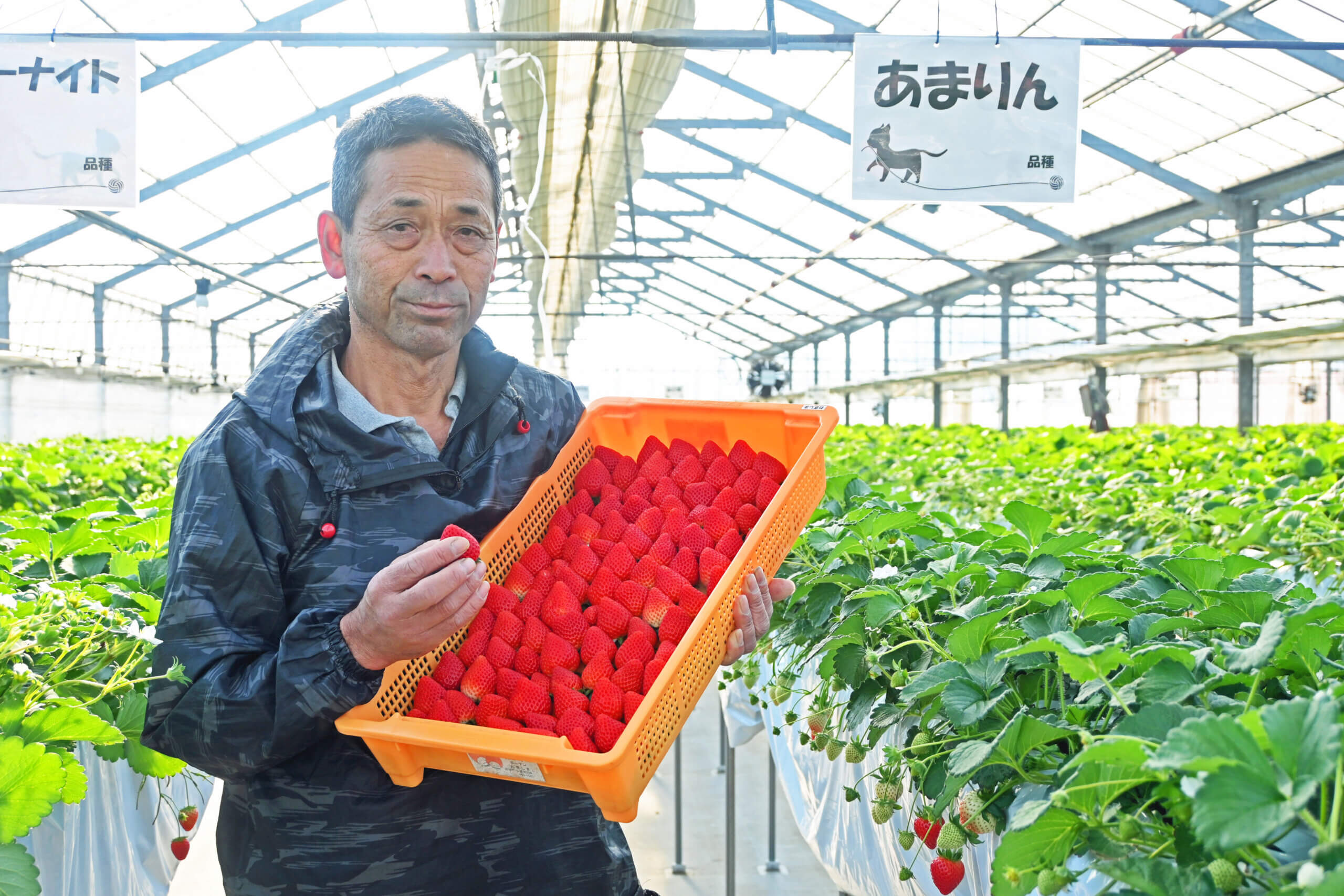 収穫したイチゴ「あまりん」を手にする荻島部会長