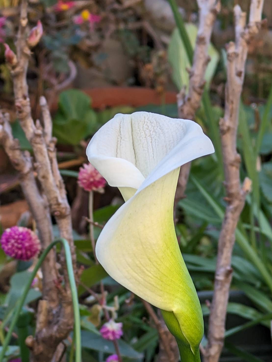 季節外れの花を咲かせたカラー