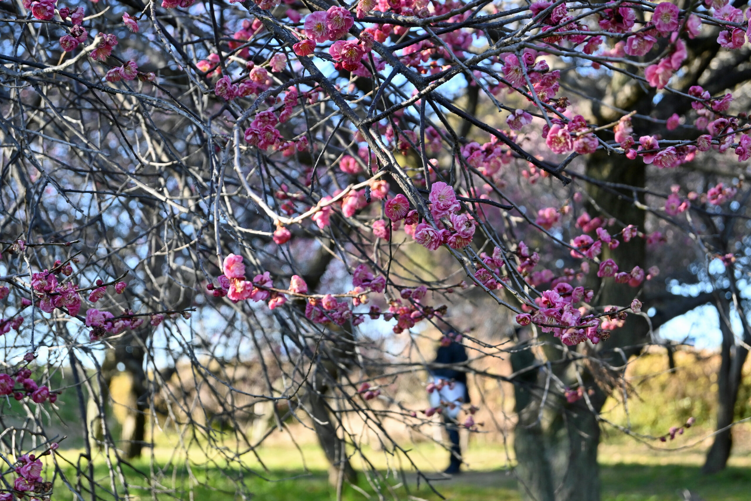 ２月の下旬から咲き始めた紅梅