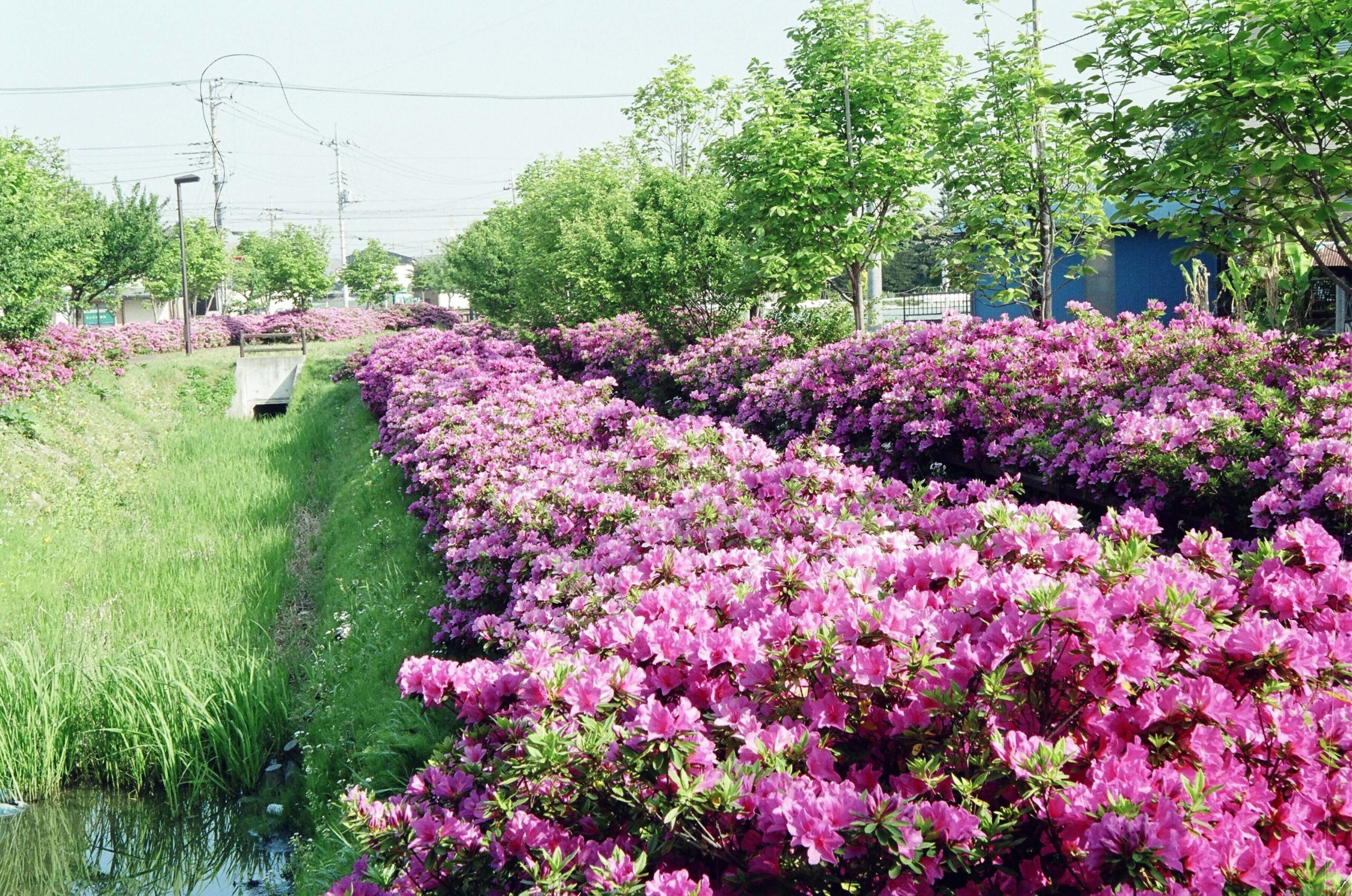 三郷市の二郷半用水緑道