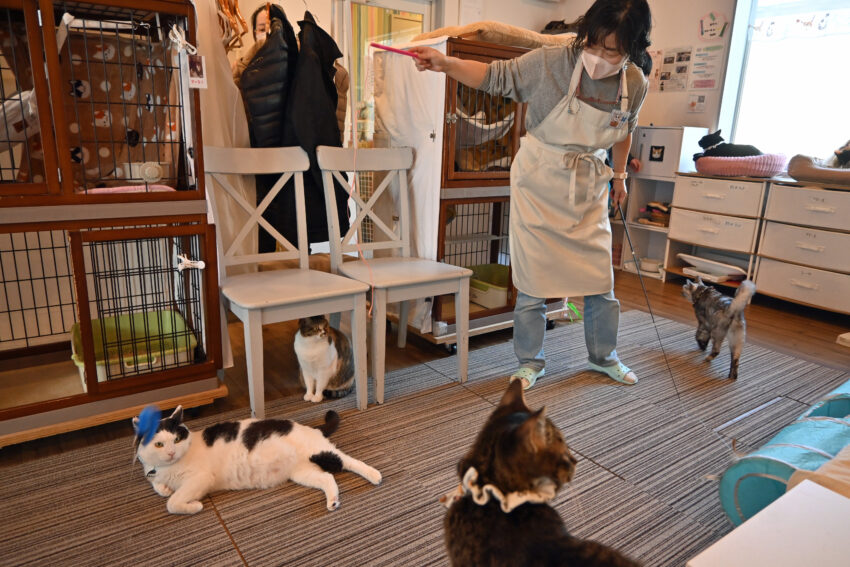 保護猫カフェさくらで猫たちの世話をする星野さん