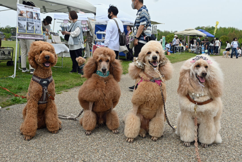 メリアスDOGマルシェで勢ぞろいしたわんちゃん