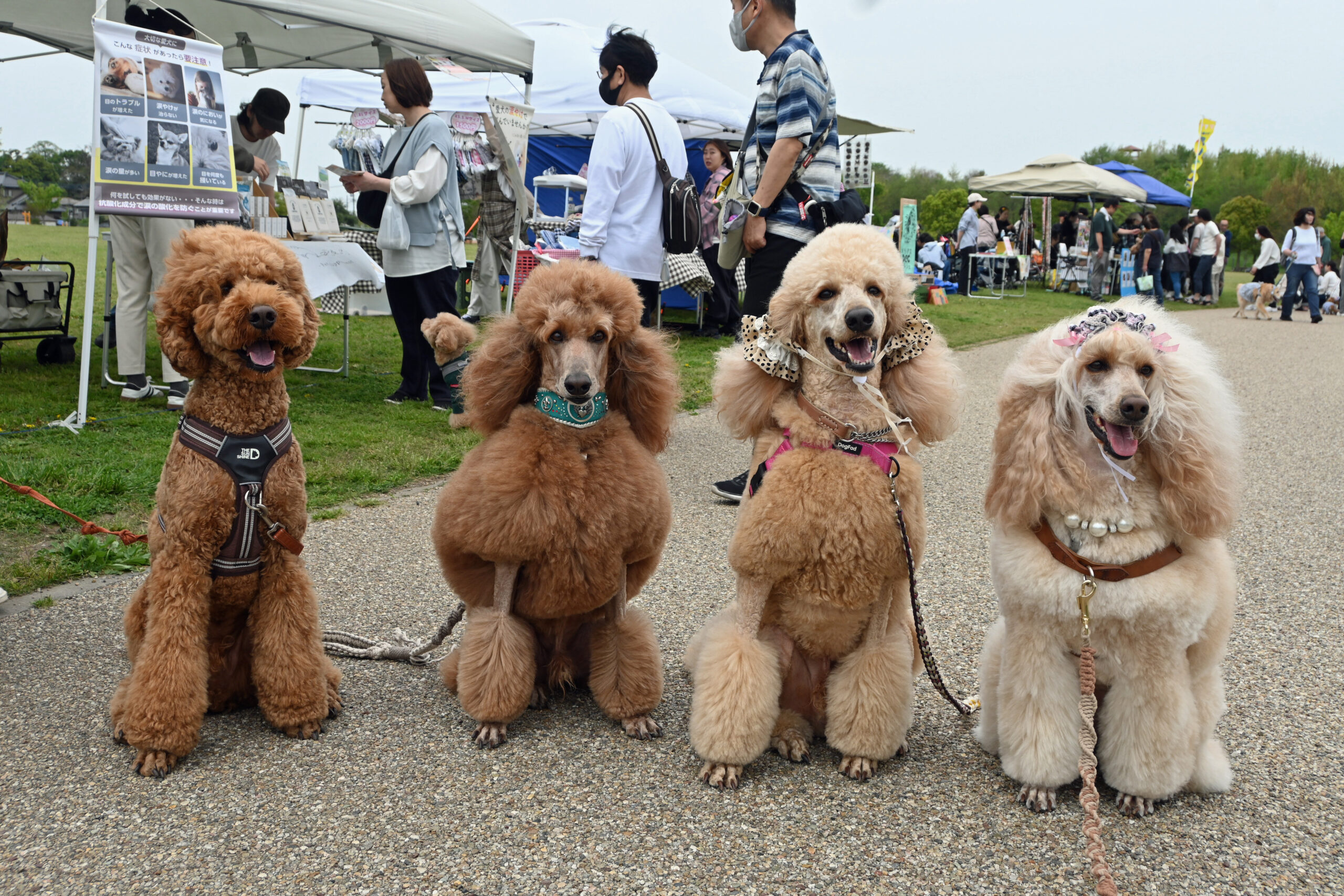 メリアスＤＯＧマルシェで勢ぞろいしたわんちゃん