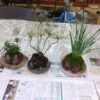 受講生が作った苔玉