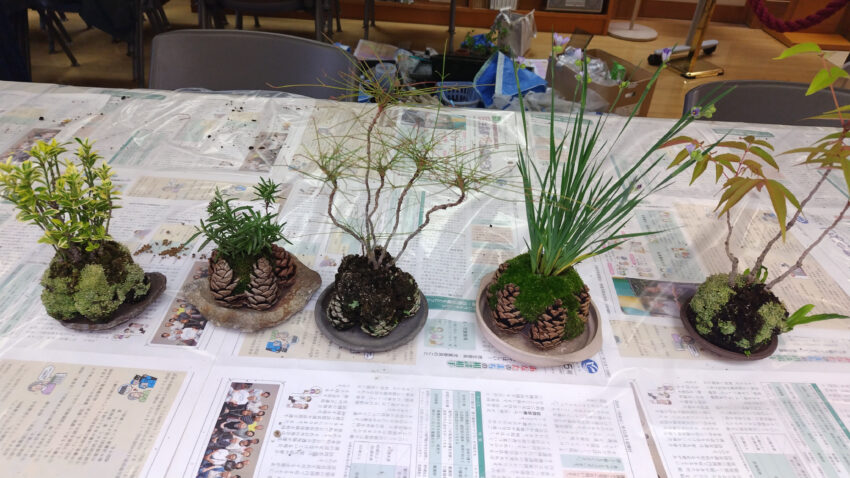 受講生が作った苔玉