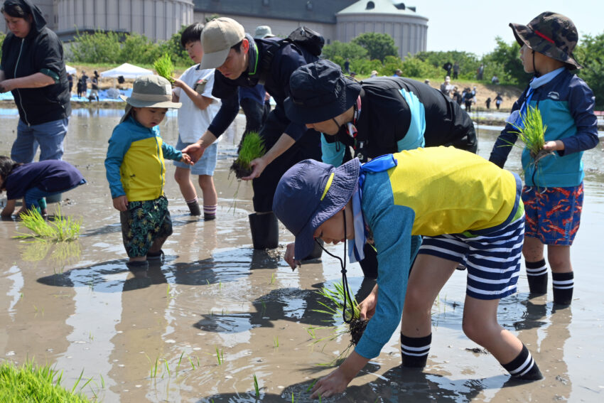 田んぼアートの田植えをする親子ら