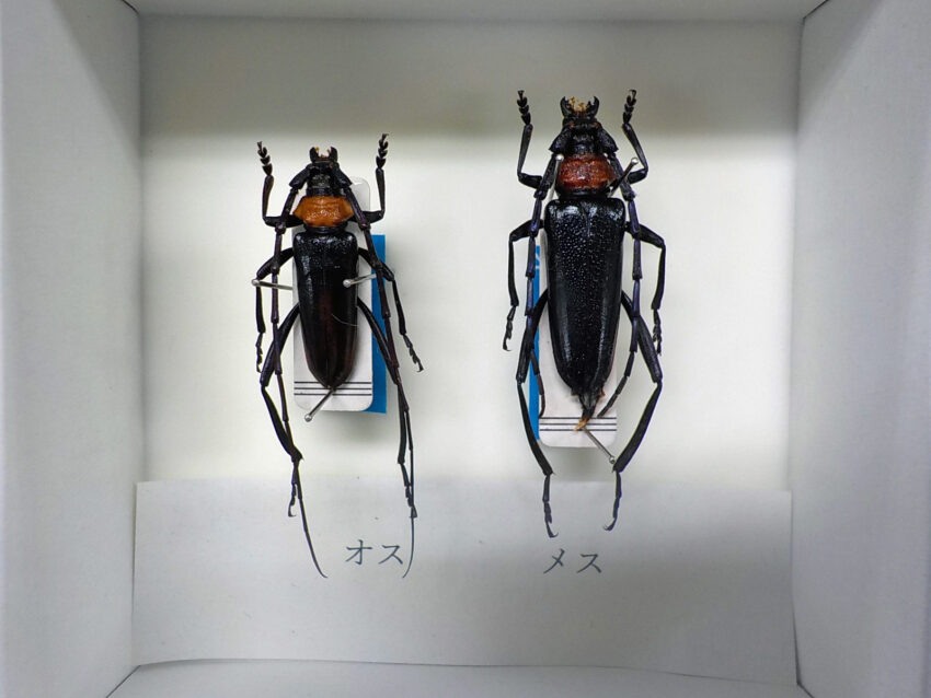 成虫の標本